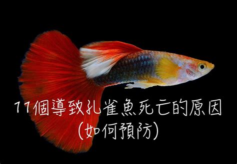 魚一直死怎麼辦|11個導致孔雀魚死亡的原因(如何預防)